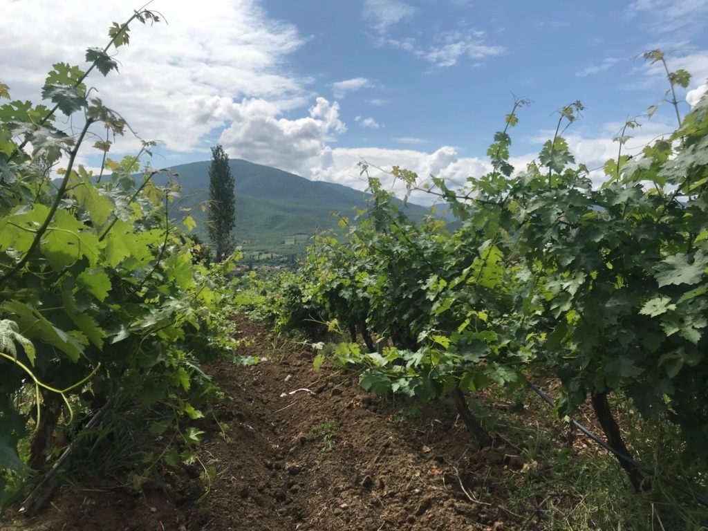 Bearing Fruit in Every Good Work